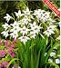 15 Peacock Orchid Bulbs - Acidanthera murielae