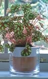 Wet Pot - self watering terracotta pot for house plants - medium