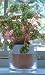 Wet Pot - self watering terracotta pot for house plants - medium