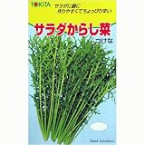 ちょっぴり辛い! サラダからし菜(トキタ) 数量:11ml