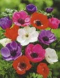 Unwins Bulbs - Anemone De Caen Mixed 30 prepacked bulb(s)