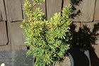 Taxus Cuspidata Bright Gold - Japanese Yew Tree - Pot Size #1 Gal.