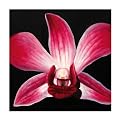 Inara 1119 Original Hand-Painted Oil on Canvas by Carl Sebastian- 32x32"