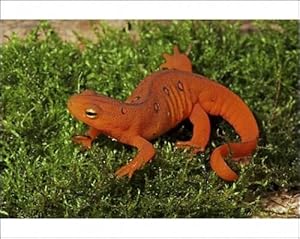 Red Eft - Terrestrial Form of Red-Spotted Newt Photographic Prints