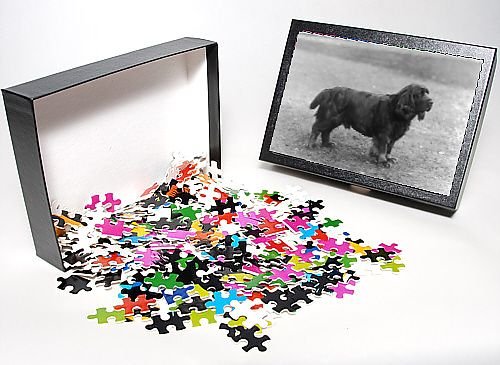 Photo Jigsaw Puzzle of Fall/sussex Spaniel/1933 from Mary Evans