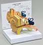 Child Ear Model Auditory Canal