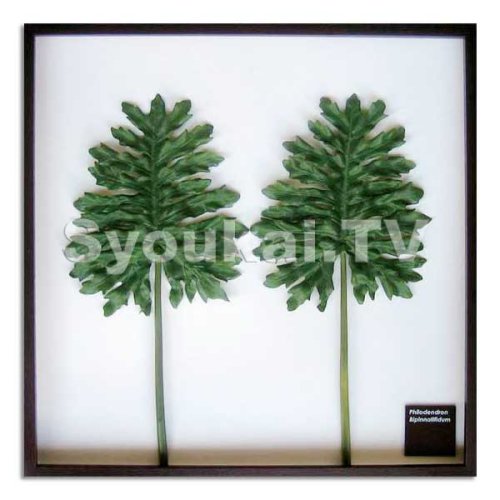 F-style リーフパネル・625x625x30mm　Philodendron bipinnatifidum