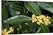 Canvas Prints of ROG-12068 Sweet BAY tree - In flower. Pot herb from Ardea Wildlife Pets