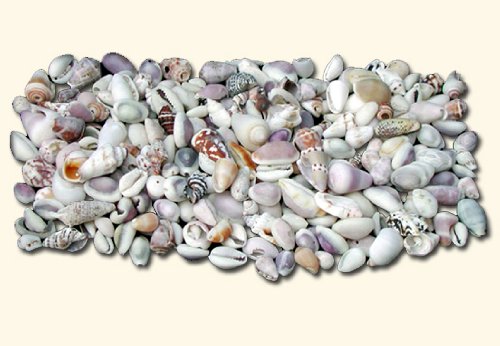 seashell chandelier