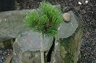 Pinus Leucodermis Gnome - Gnome Bosnian Pine - Pot Size #1 Gal.