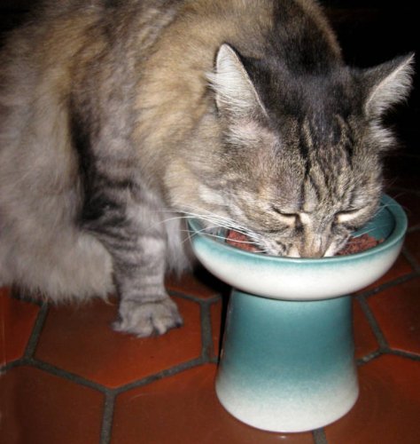 Raised Stoneware Dry Food or Water Bowl - Teal Green