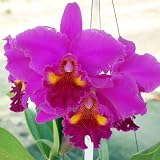 SC51 Orchid Plant Blc Lucky Strike 'Golden Ring' AM
