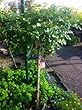 Scarlet Carpet Rose -- 12 by 12 Inch Container Patio Tree Topiary by Monrovia Growers
