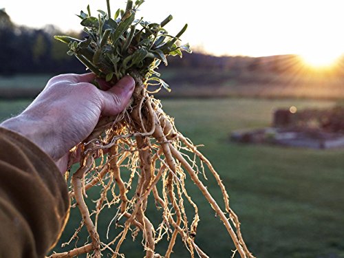 #1008 INDIAN GINSENG* ASHWAGANDHA 25 seeds #1008 INDIAN GINSENG* ASHWAGANDHA 25 seeds