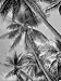 Palm Trees on Ellice Islands, Tuvalu Botanical Photographic Poster Print by Peter Sta...