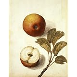 Apple (Print On Demand)