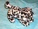Search : Baby Animals of Planet Earth Baby Snow Leopard