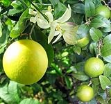 Cocktail Tree - Two Trees in One Pot - Meyer Lemon & Key Lime - Fruiting Size