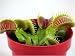 Venus Fly Trap Plant - CARNIVOROUS -Dionaea muscipula