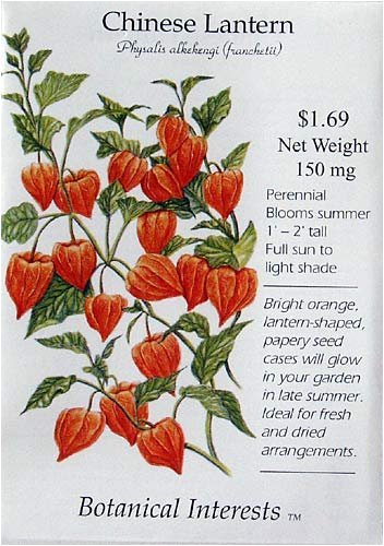 Chinese Lantern Seeds