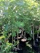 Chicago Hardy Fig Tree in Soil, 5 by 10 Inch Container