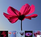 Miette Michie Photography Note Cards: Cosmos