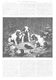 illustrated london news puppies dogs
