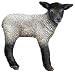 Walls of the Wild Lamb 22