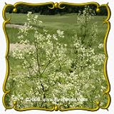 Purple Meadow Rue (Thalictrum dasycarpum) Jumbo Wildflower Seed Packet - 300 Seeds