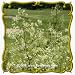 1 Oz Purple Meadow Rue (Thalictrum dasycarpum) Bulk Wildflower Seeds
