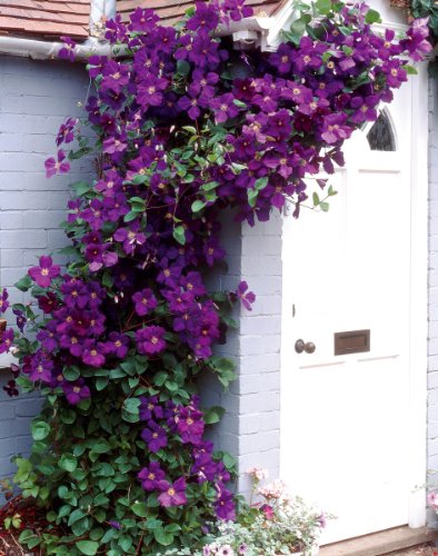 Clematis The President&reg;, 1 Pflanze im 2 Liter Topf Preisvergleich
