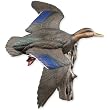 "Winging Through" Flying Black Duck