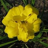 Yellow Bouquet Daylily Double Fan