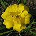 25 fans of Yellow Bouquet Daylilies