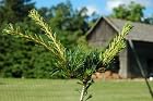 Pinus Parviflora Miyoi - Japanese White Pine Tree - Pot Size 4