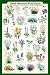 (24x36) Laminated North American Wildflowers Educational Science Chart Poster