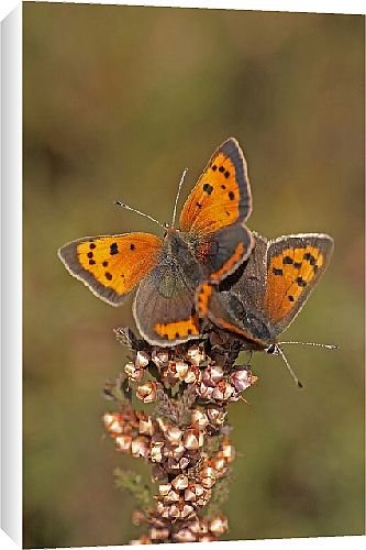 Canvas Prints of Butterfly from Country Life 