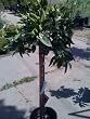 Satsuma Mandarin Orange Tree Topiary Five Gallon by Monrovia