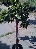Satsuma Mandarin Orange Tree Topiary Five Gallon by Monrovia