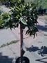 Satsuma Mandarin Orange Tree Topiary Five Gallon by Monrovia