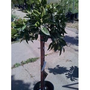 Satsuma Mandarin Orange Tree Topiary Five Gallon by Monrovia by 