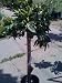 Satsuma Mandarin Orange Tree Topiary Five Gallon by Monrovia