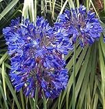Storm Cloud Lily of the Nile Plant - Agapanthus -In/Out