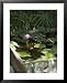 Ahilya Fort Now a Heritage Hotel on the Banks of the Narmada River, Madhya Pradesh State, India Photography Framed Art Poster Print by R H Productions, 25x31