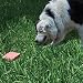 Pooh Stone Organic Scent Easy Canine Dog Yard Potty Trainer Refill