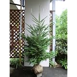 モミノキ　樹高1.6～1.8m　シンボルツリー　クリスマスツリーに