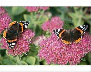 Red Admiral BUTTERFLY - feeding on ice plant / Sedum nectar Photographic Prints