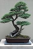 Western Hemlock 50 Seeds - Tsuga - Shrub/Tree/Bonsai
