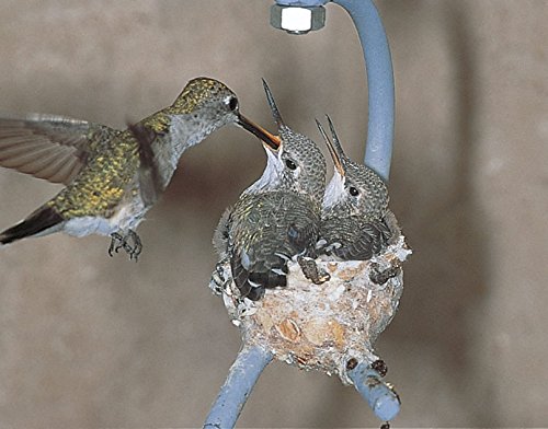 Hummingbird House, Set of 2