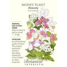 Money Plant Honesty Heirloom Seeds 60 Seeds